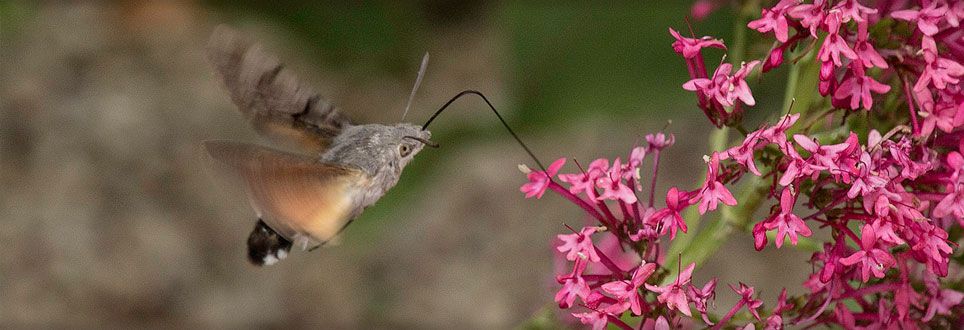 oiseau mouche