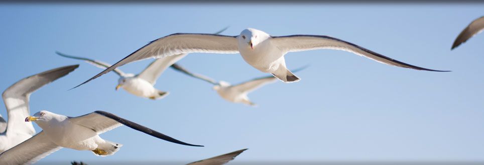 mouette